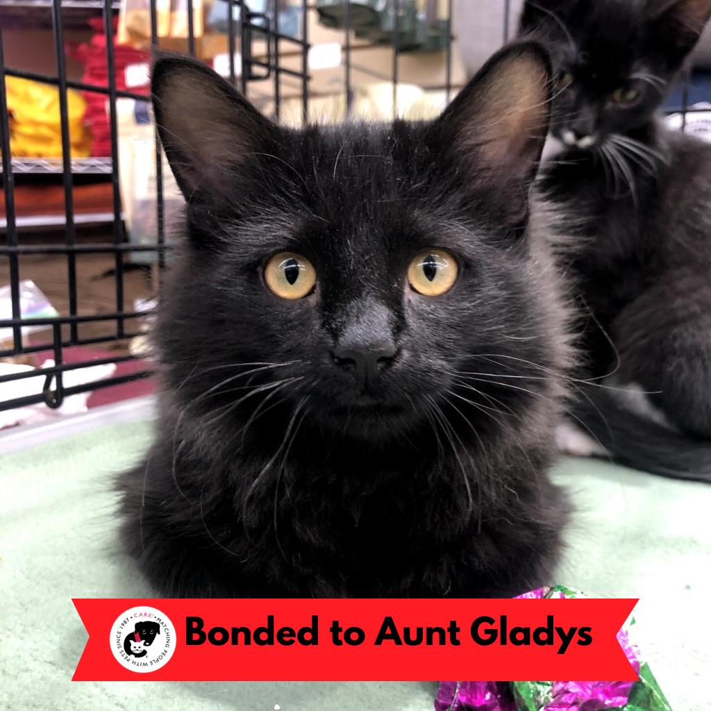 Nebula — thumbnail 6