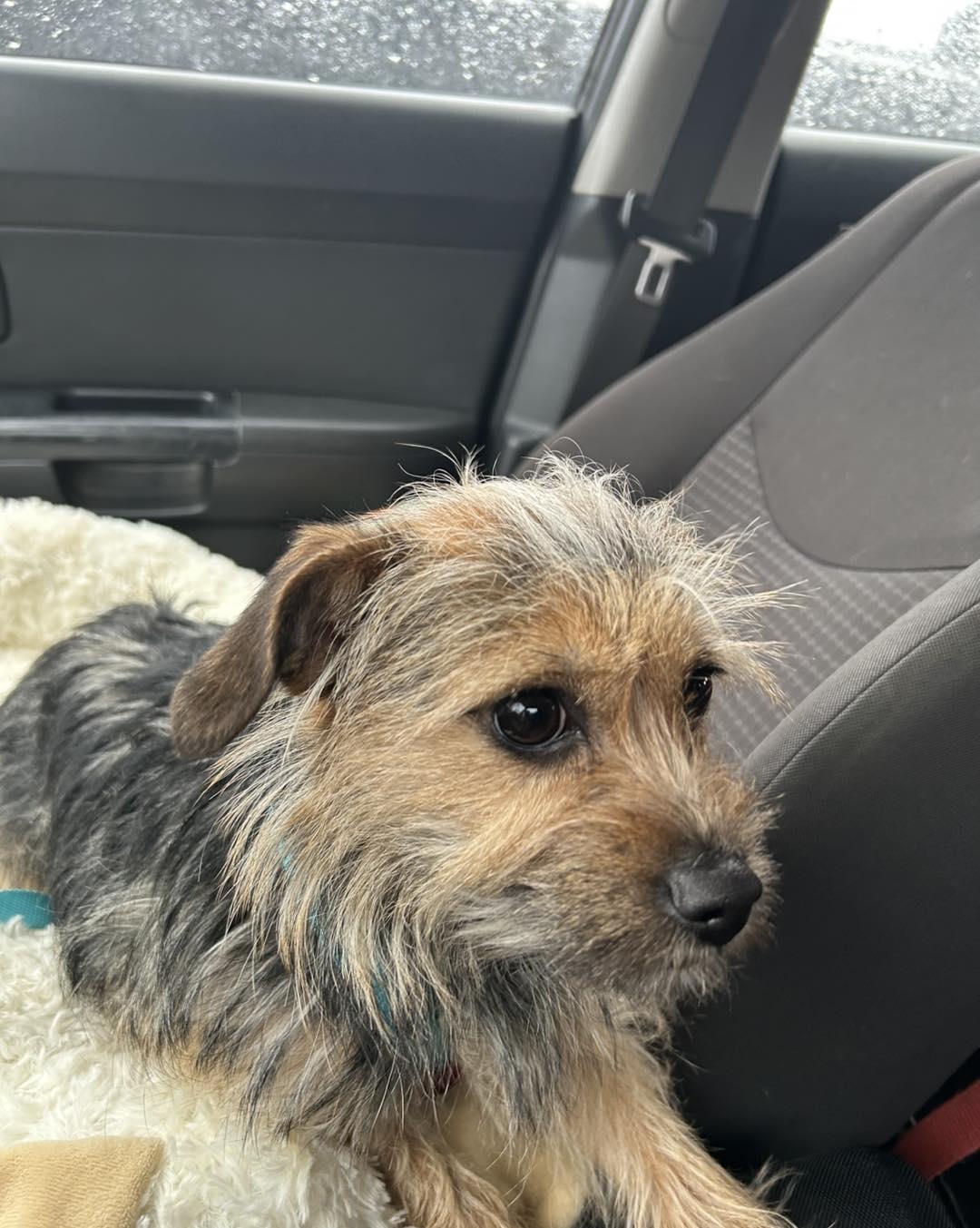 Enlarge Cindy Lou, an adoptable mixed breed in Winsted, CT image 3/3