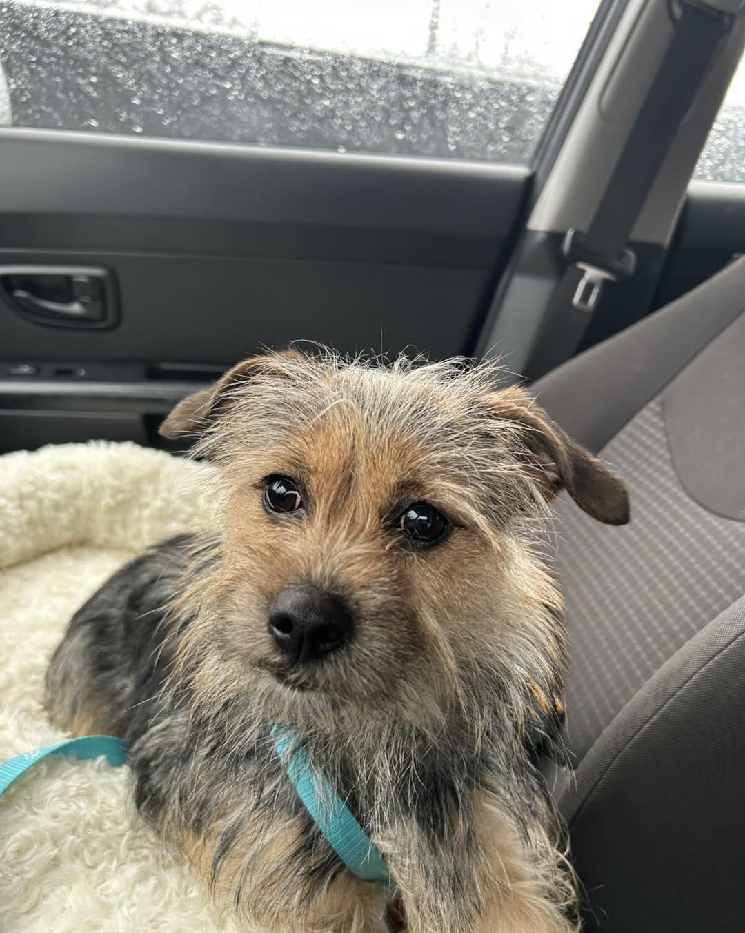 Cindy Lou, adoptable, Puppy Female Yorkshire Terrier & Terrier.