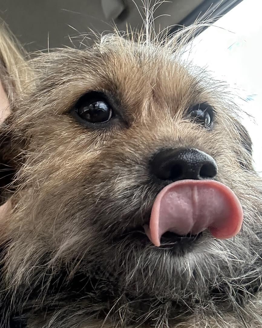 Enlarge Cindy Lou, an adoptable mixed breed in Winsted, CT image 2/3