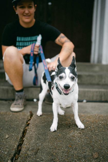 Puppy Love, Adoptable, Senior Male Rat Terrier & Mixed Breed.