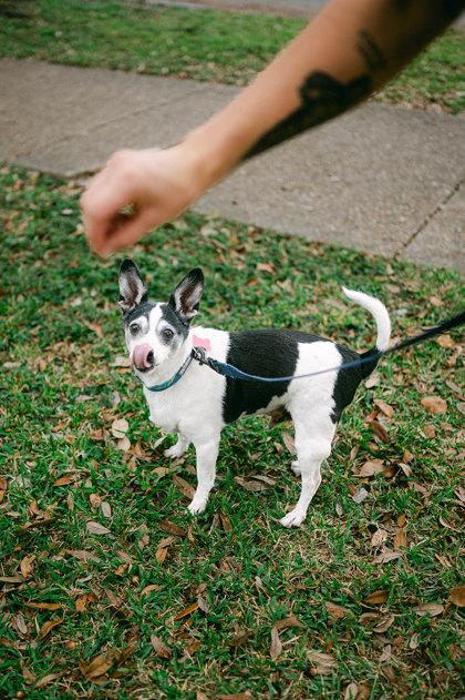 Puppy Love, Adoptable, Senior Male Rat Terrier & Mixed Breed.