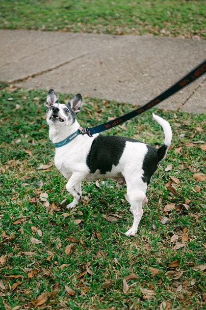 Puppy Love, Adoptable, Senior Male Rat Terrier & Mixed Breed.