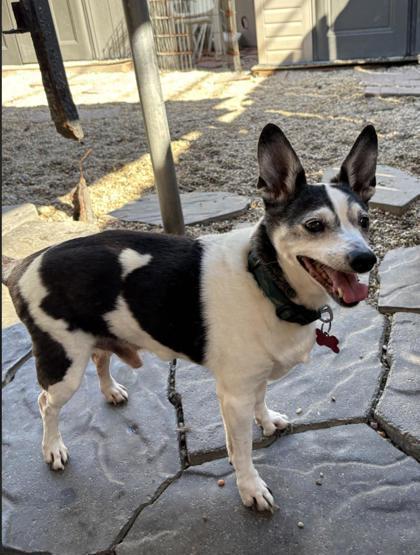 Enlarge Puppy Love IN FOSTER, a Adoptable mixed breed in New Orleans, LA image 2/3