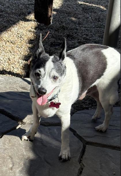 Enlarge Puppy Love IN FOSTER, a Adoptable mixed breed in New Orleans, LA image 3/3