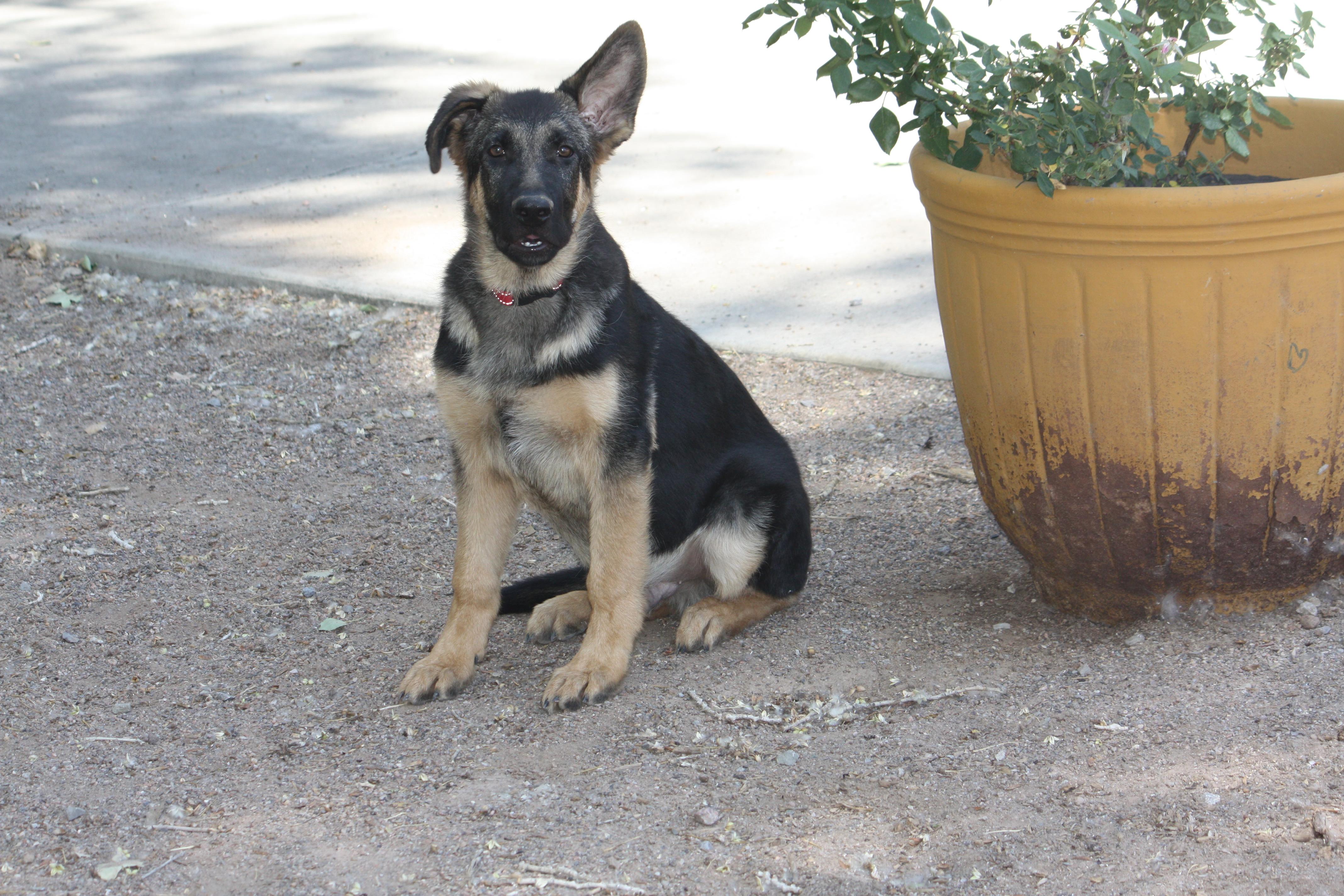 Enlarge Trooper, a Adopted German Shepherd Dog in Albuquerque, NM image 3/3