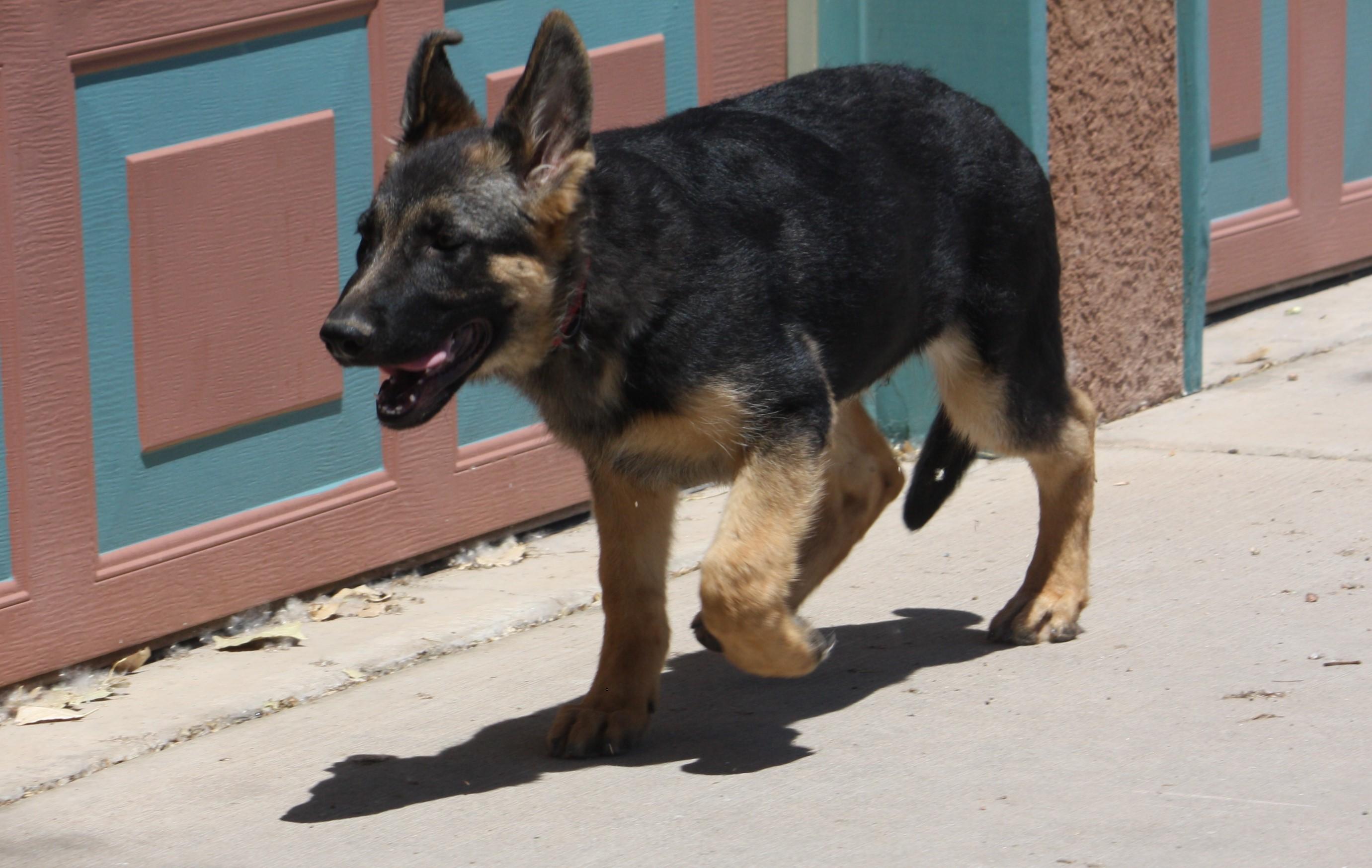 Trooper, Adopted, Puppy Male German Shepherd Dog.