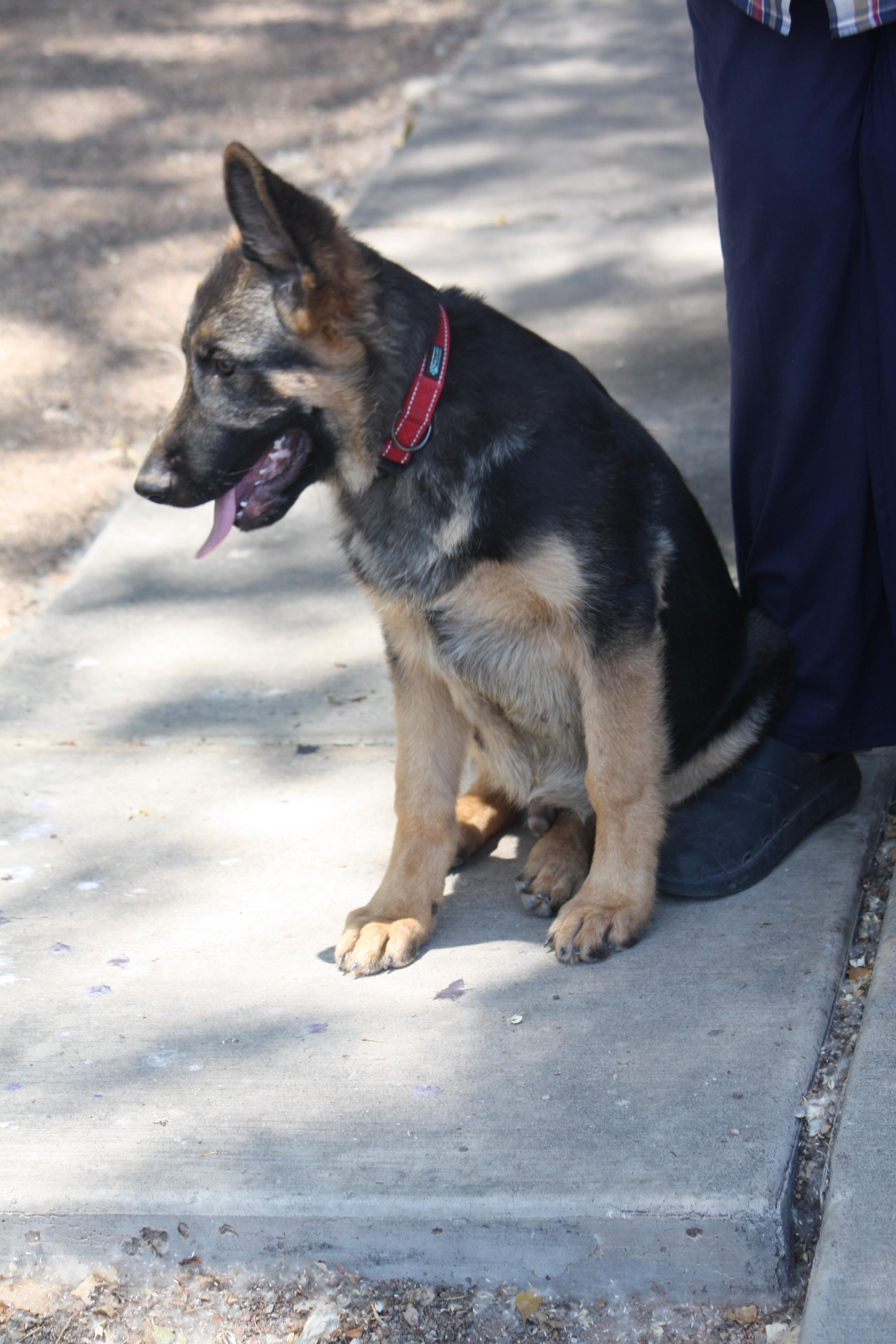 Enlarge Trooper, a Adopted German Shepherd Dog in Albuquerque, NM image 2/3