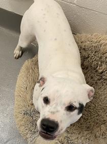 Enlarge Chaos (he came with that name), a ADOPTABLE mixed breed in Waldport, OR image 1/1