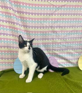 Sirius, Young Male Domestic Short Hair