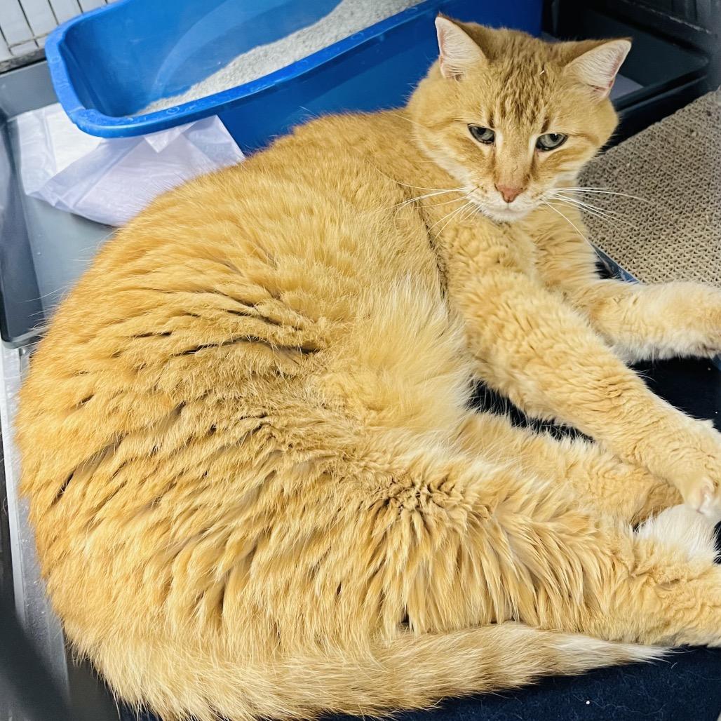 Enlarge Dusty, a Adoptable Domestic Short Hair in Duncan, OK image 1/5