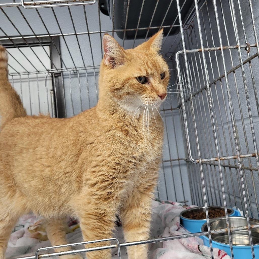 Enlarge Dusty, a Adoptable Domestic Short Hair in Duncan, OK image 2/5