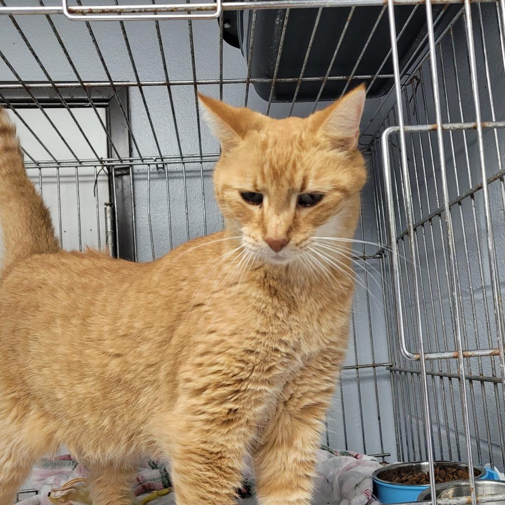 Enlarge Dusty, a Adoptable Domestic Short Hair in Duncan, OK image 3/5