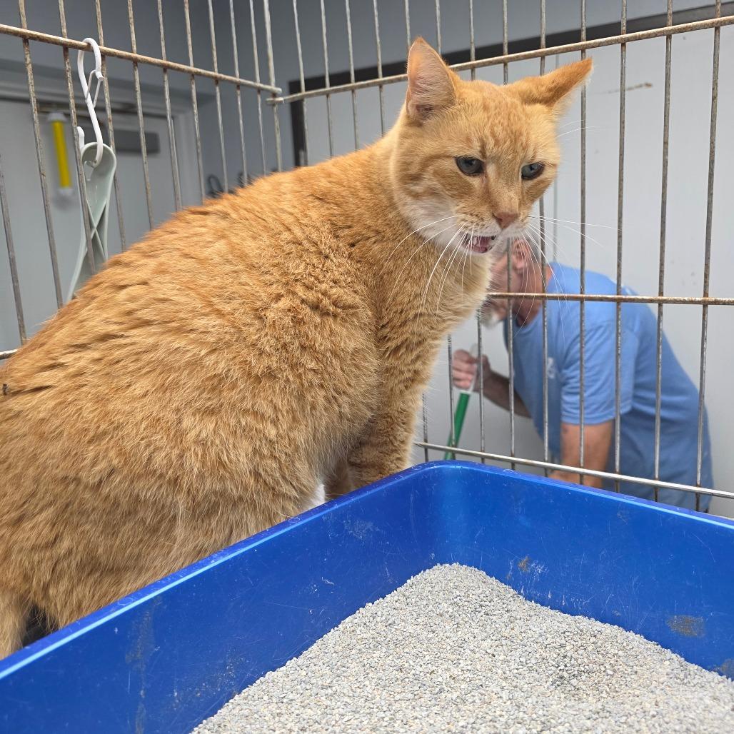 Enlarge Dusty, a Adoptable Domestic Short Hair in Duncan, OK image 4/5