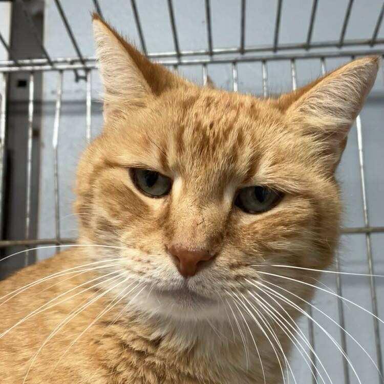 Enlarge Dusty, a Adoptable Domestic Short Hair in Duncan, OK image 5/5