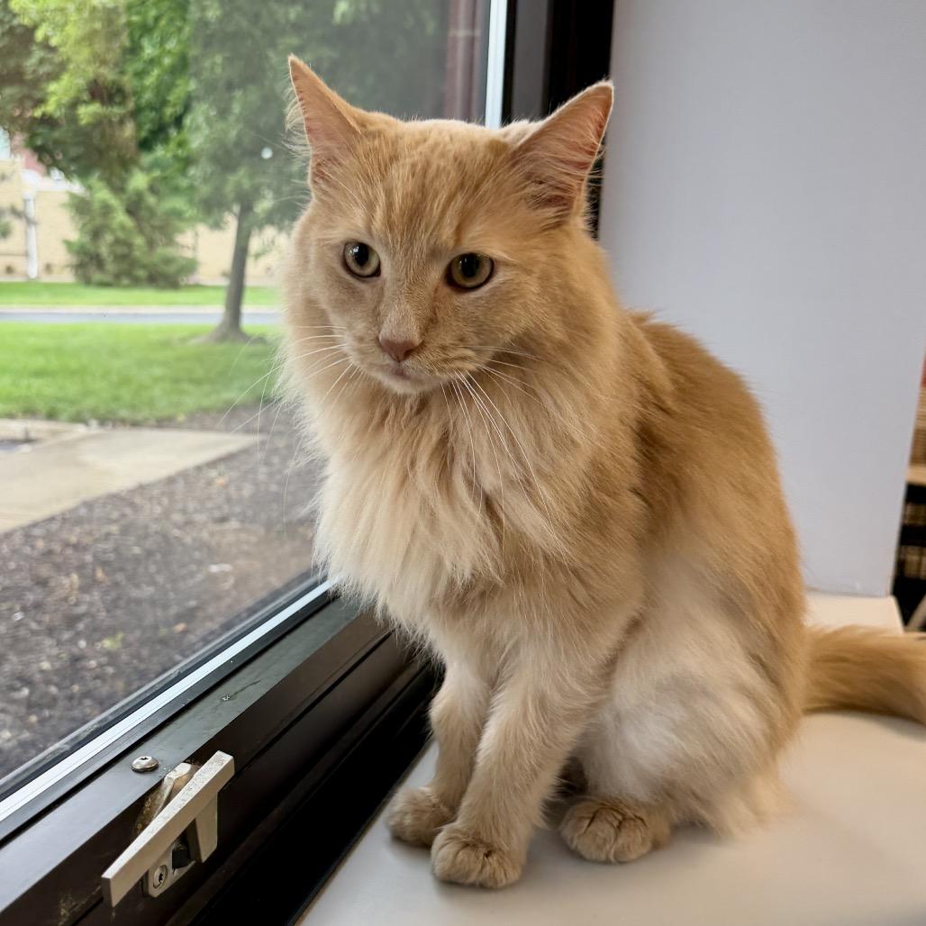 Jupiter, Adoptable, Adult Male Domestic Long Hair.