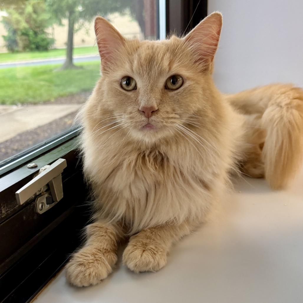 Enlarge Jupiter, a Adoptable Domestic Long Hair in Middleburg Heights , OH image 2/6