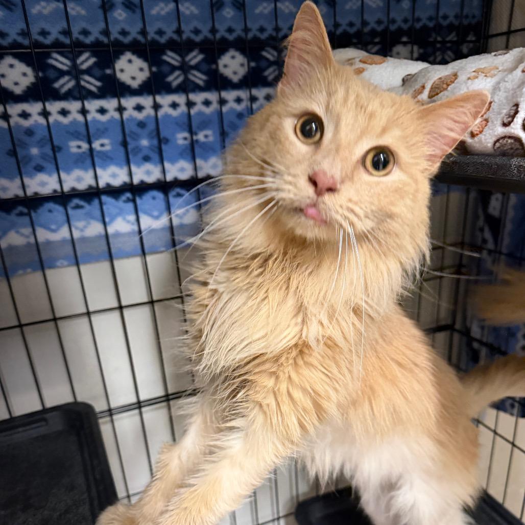 Enlarge Jupiter, a Adoptable Domestic Long Hair in Middleburg Heights , OH image 3/6