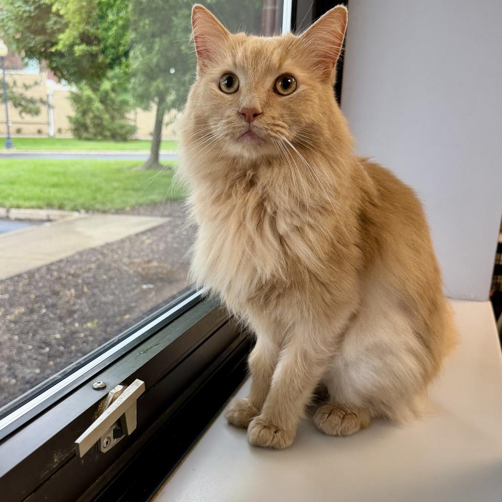 Enlarge Jupiter, a Adoptable Domestic Long Hair in Middleburg Heights , OH image 4/6