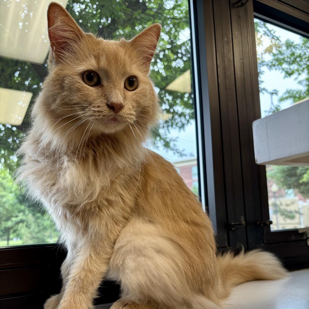 Enlarge Jupiter, a Adoptable Domestic Long Hair in Middleburg Heights , OH image 5/6