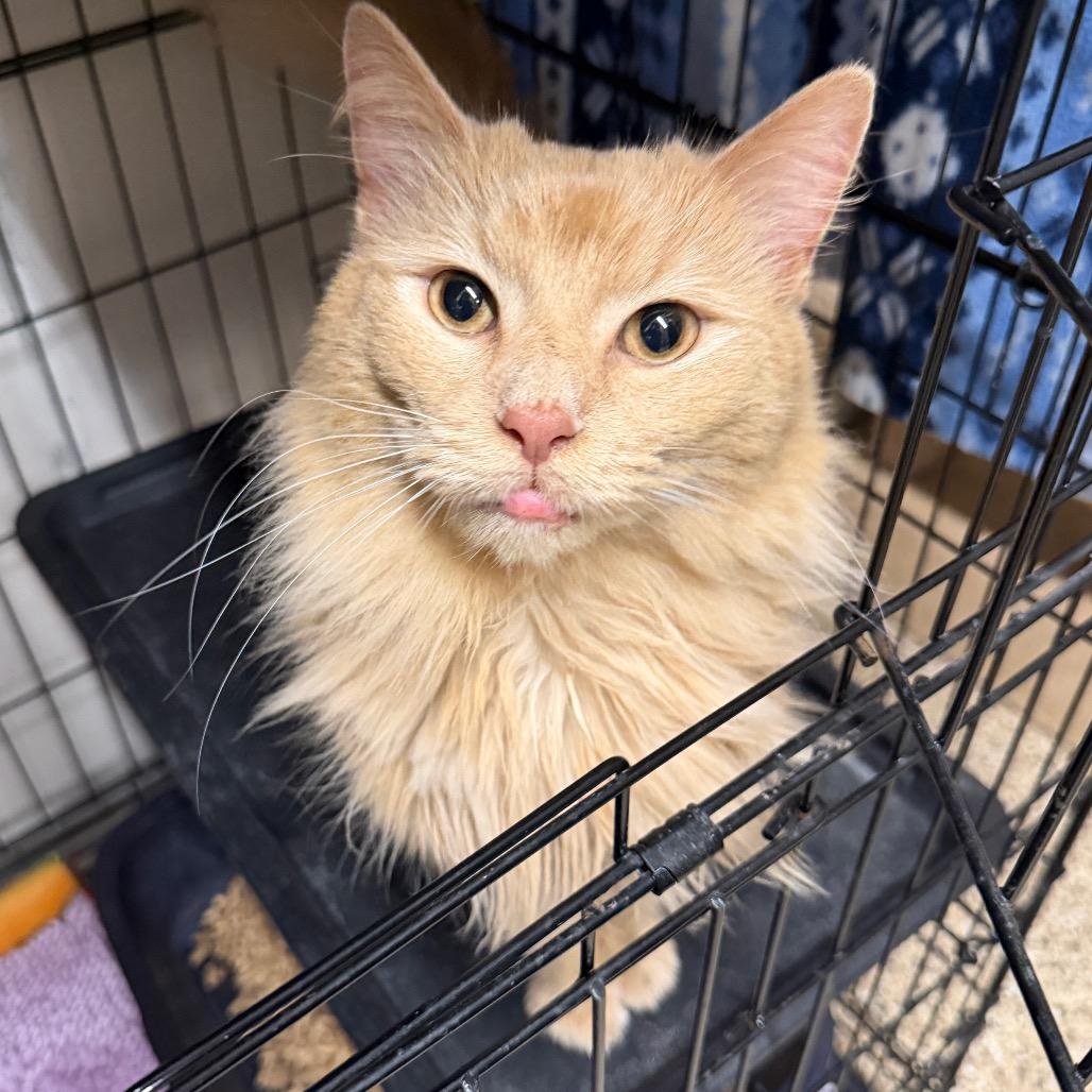 Enlarge Jupiter, a Adoptable Domestic Long Hair in Middleburg Heights , OH image 6/6