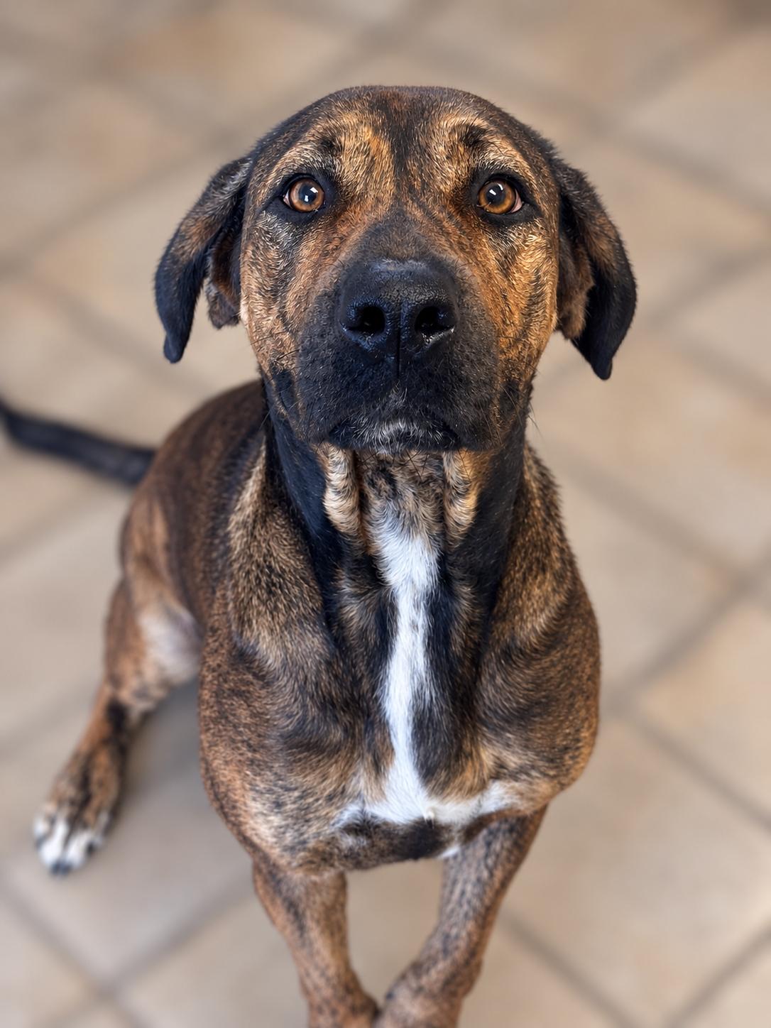 Enlarge Izzy, a Adoptable Mixed Breed in Norwich, NY image 1/1