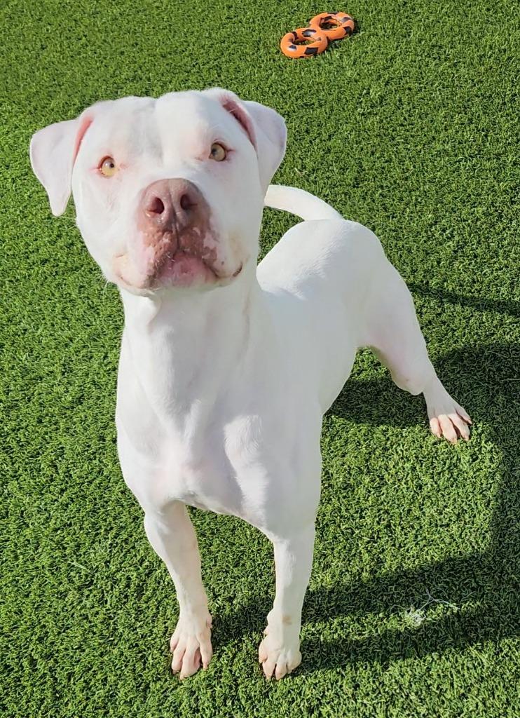 Enlarge Mark, an adopted mixed breed in Frankfort, KY image 1/2