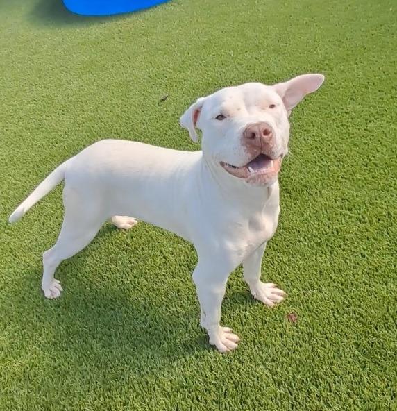 Mark, Adoptable, Young Male Pit Bull Terrier & Mixed Breed.