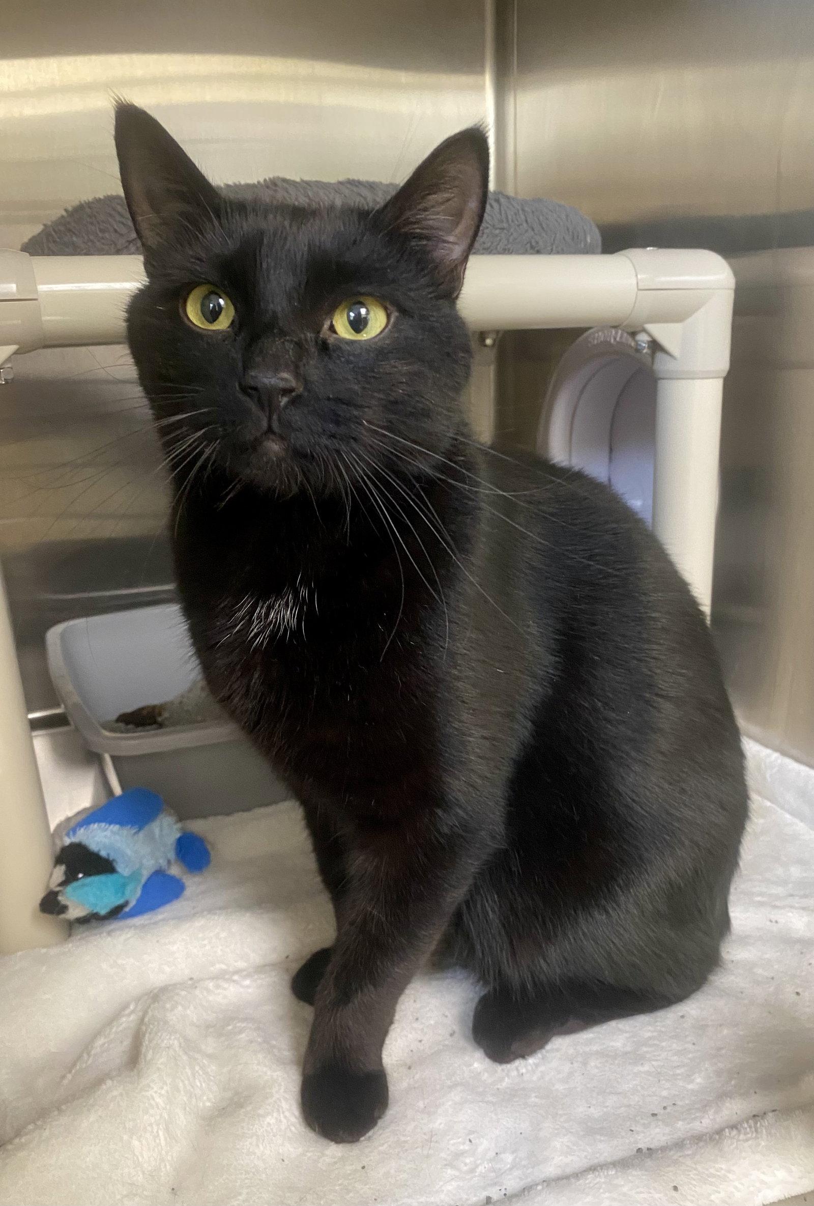 Enlarge Realtor, a Adoptable Domestic Short Hair in Fargo, ND image 1/1