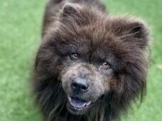 COCO, Adoptable, Adult Female Chow Chow.
