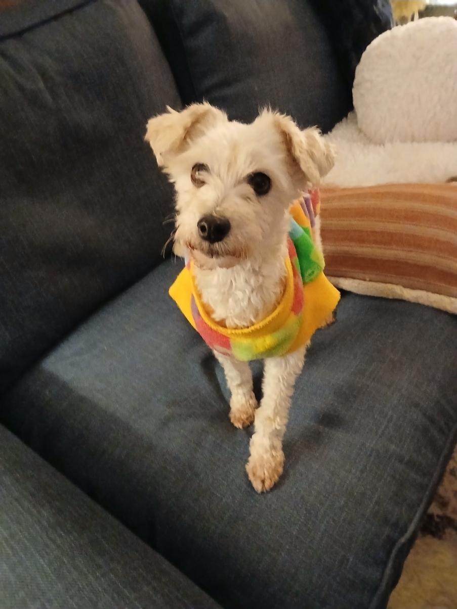 Enlarge Bambie with an "e", a ADOPTABLE mixed breed in Toronto, ON image 2/6