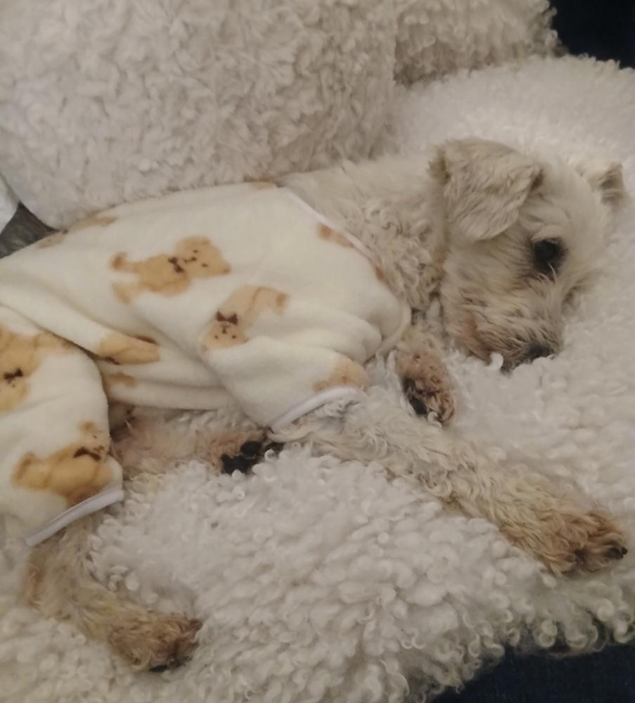 Enlarge Bambie with an "e", a ADOPTABLE mixed breed in Toronto, ON image 3/6