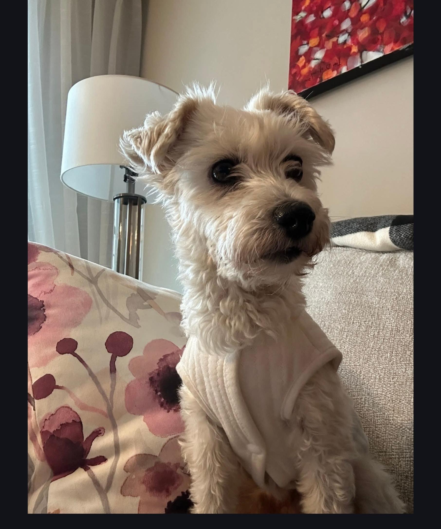 Enlarge Bambie with an "e", a ADOPTABLE mixed breed in Toronto, ON image 5/6