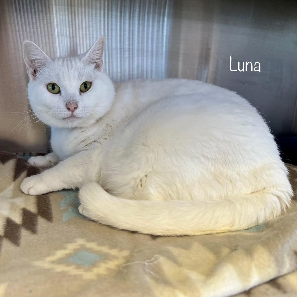 Luna, Adoptable, Young Female Domestic Short Hair & Domestic Short Hair.