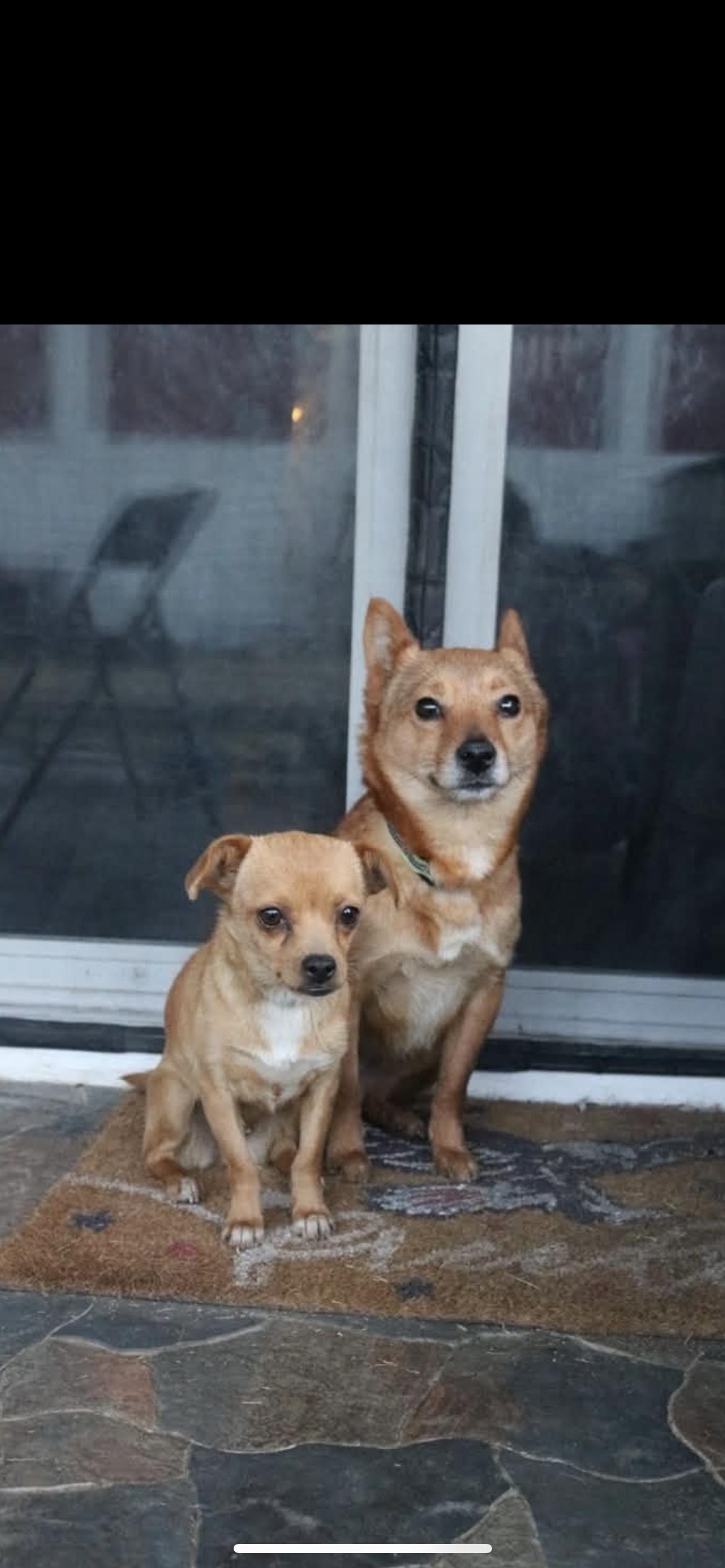 Enlarge Cadence, an adopted mixed breed in Hamden, CT image 3/6