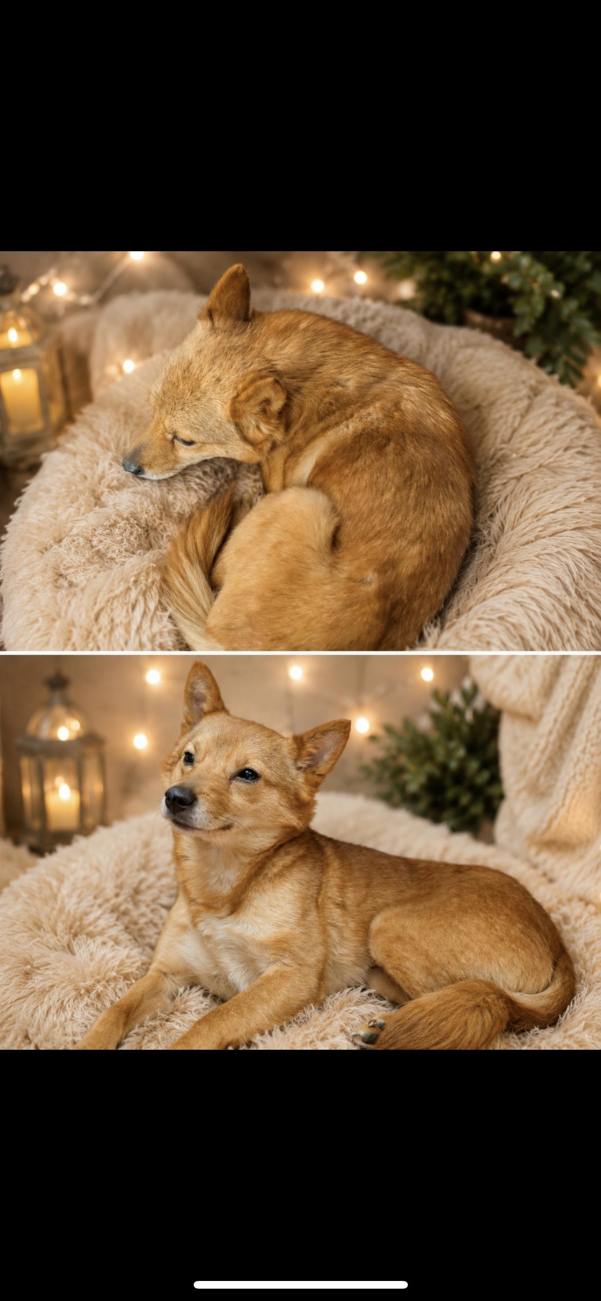 Cadence, adopted, Young Female Shiba Inu & Pomeranian.