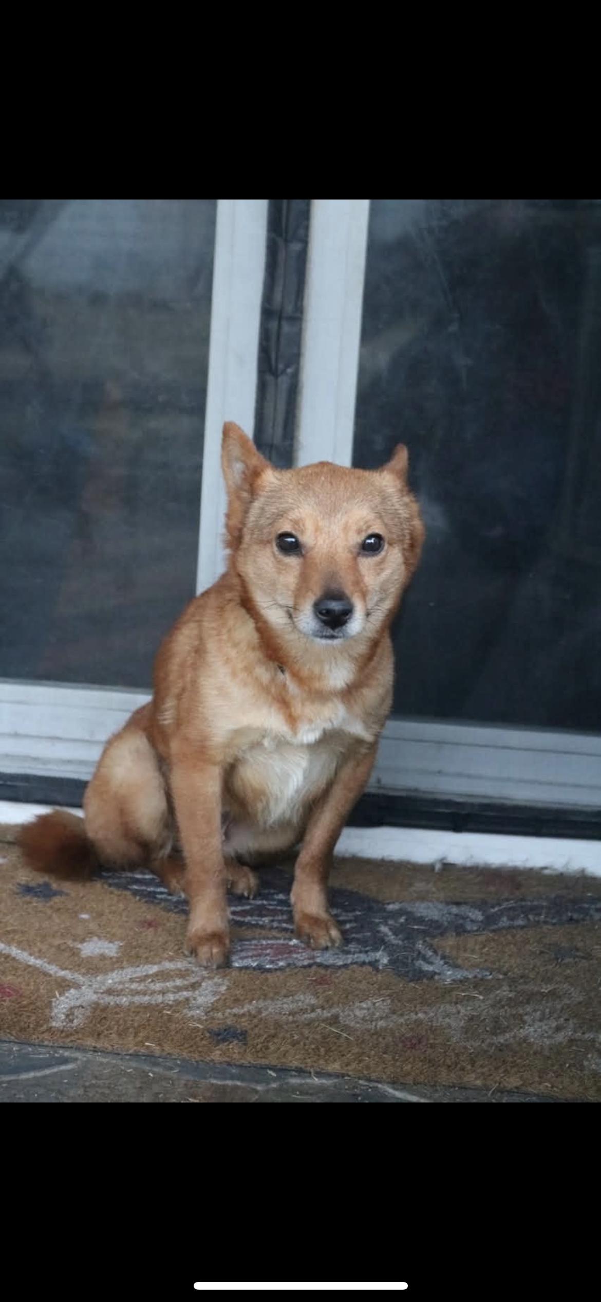 Enlarge Cadence, an adopted mixed breed in Hamden, CT image 2/6