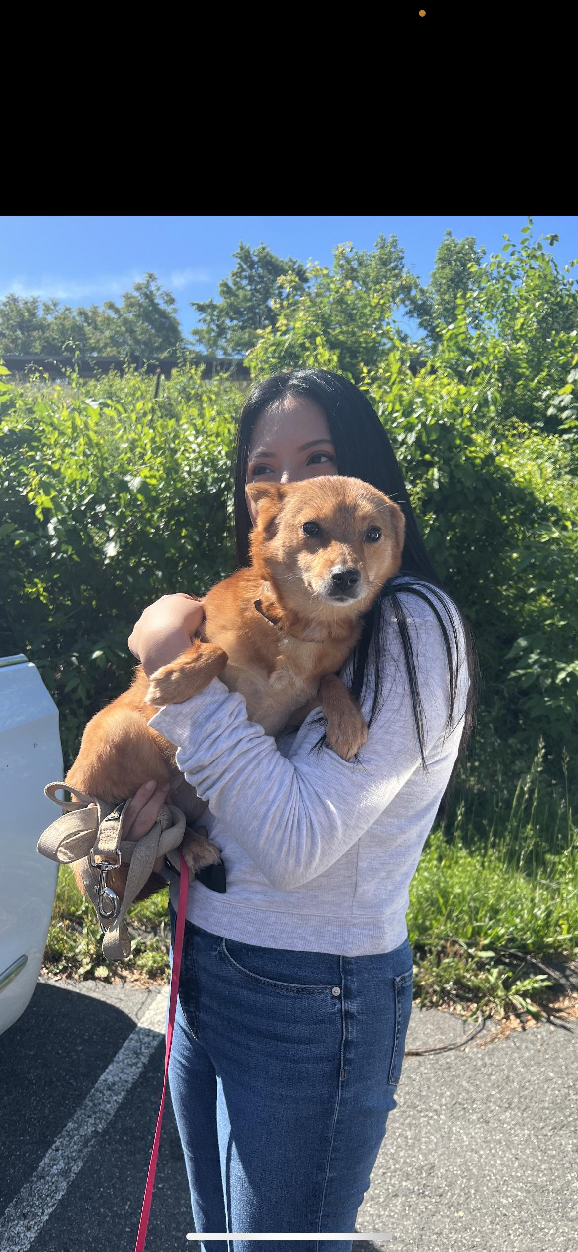 Enlarge Cadence, an adopted mixed breed in Hamden, CT image 6/6