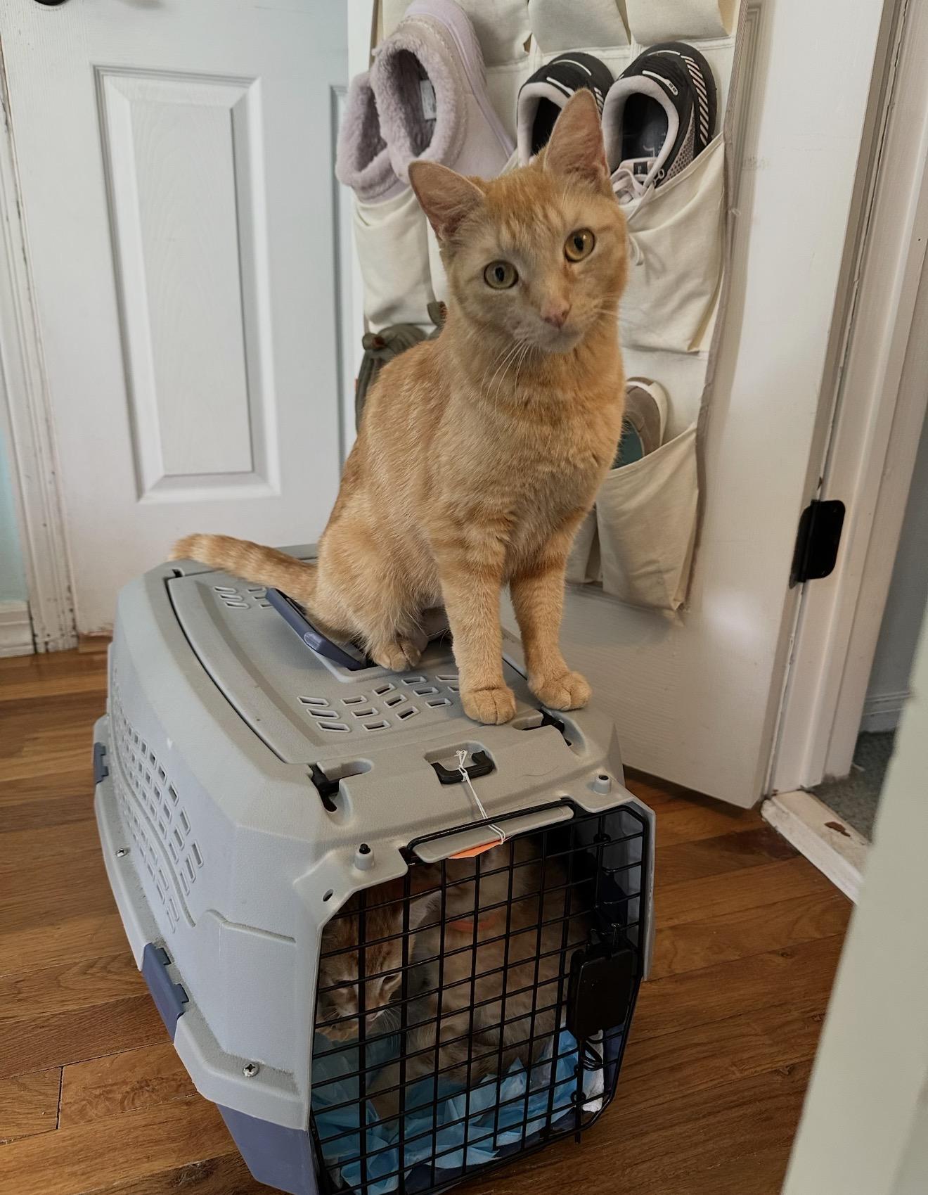 Enlarge Cara Cara, a ADOPTABLE Domestic Short Hair in Staten Island, NY image 1/6