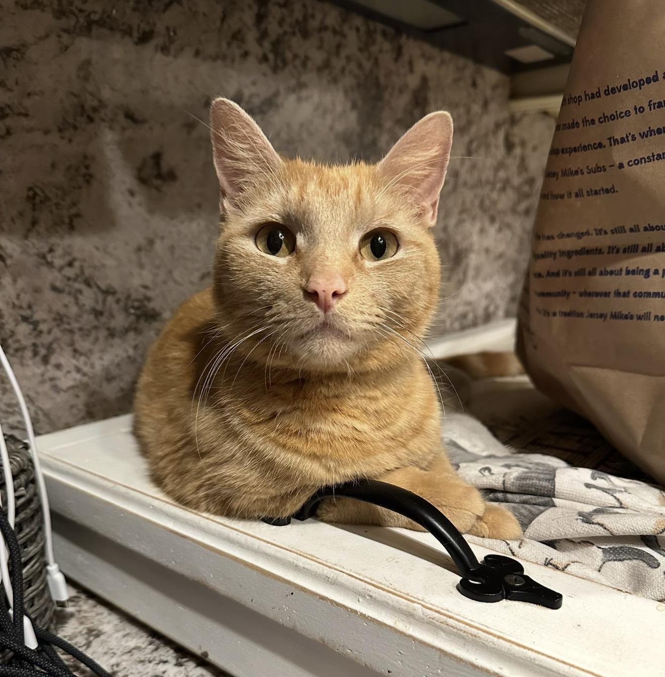 Enlarge Cara Cara, a ADOPTABLE Domestic Short Hair in Staten Island, NY image 6/6