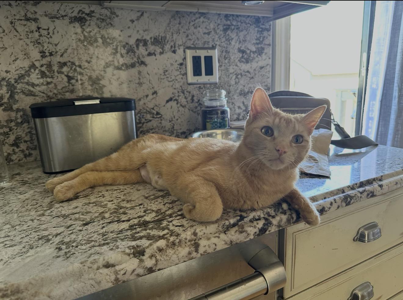 Enlarge Cara Cara, a ADOPTABLE Domestic Short Hair in Staten Island, NY image 5/6