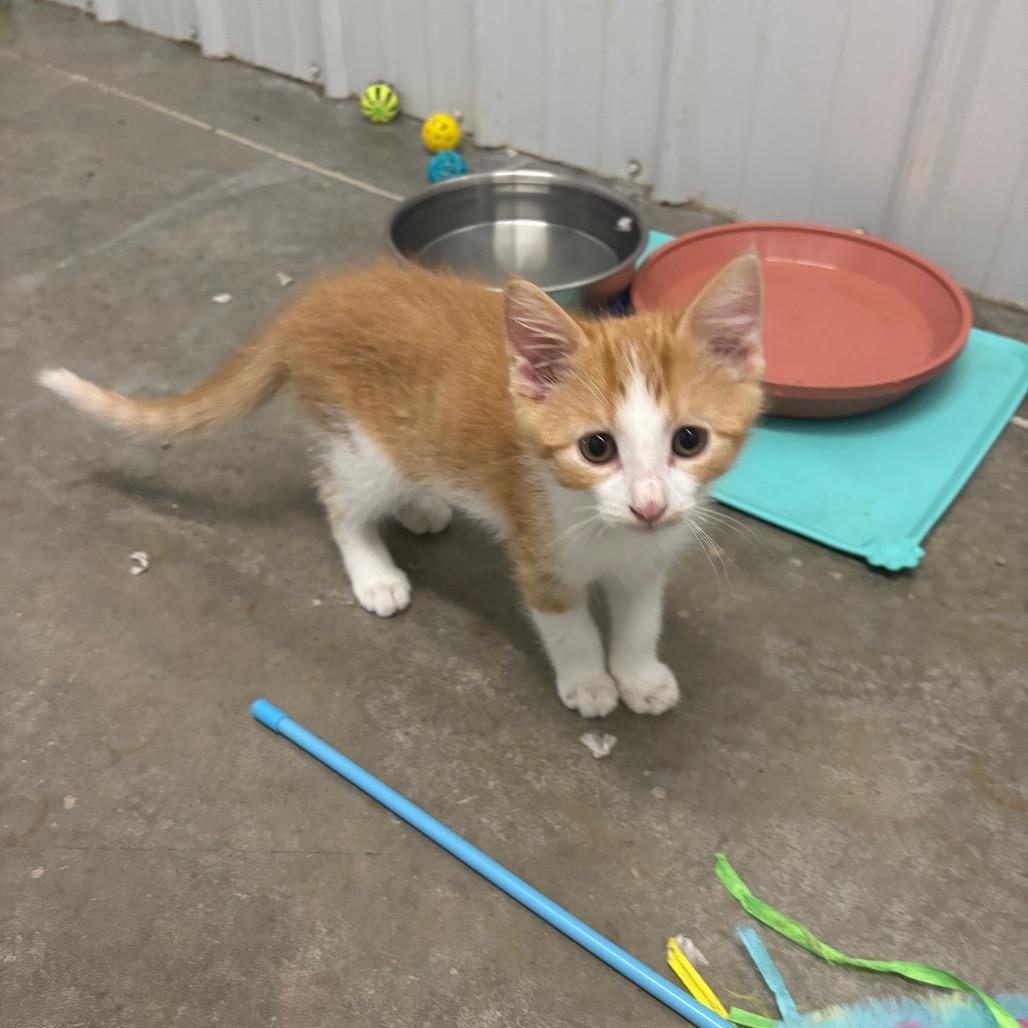 Enlarge Bobby, a Adoptable Domestic Short Hair in Brookfield, MO image 1/2