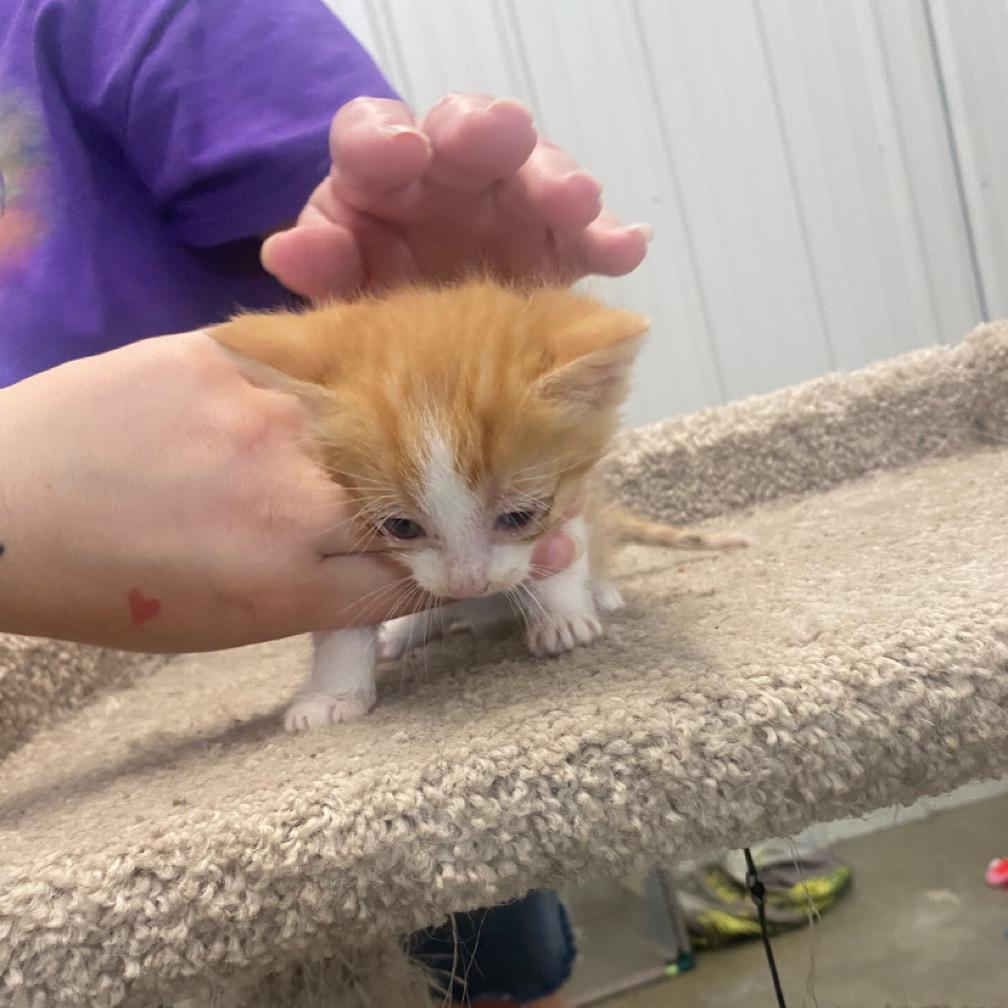 Enlarge Bobby, a Adoptable Domestic Short Hair in Brookfield, MO image 2/2