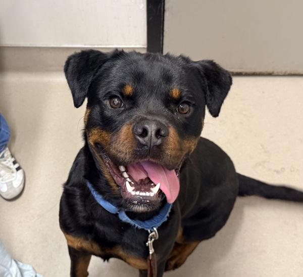 Megamind, Adoptable, Young Male Rottweiler.