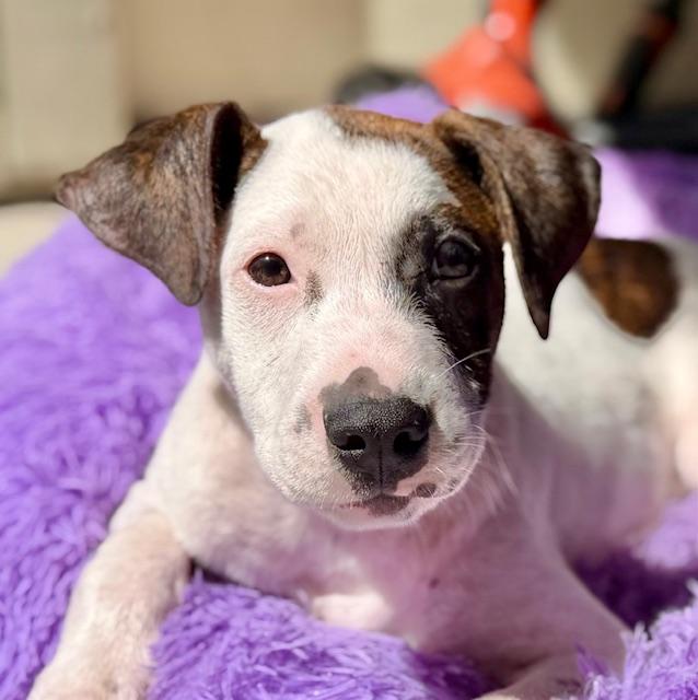 Cairo, Adoptable, Puppy Male Pit Bull Terrier.