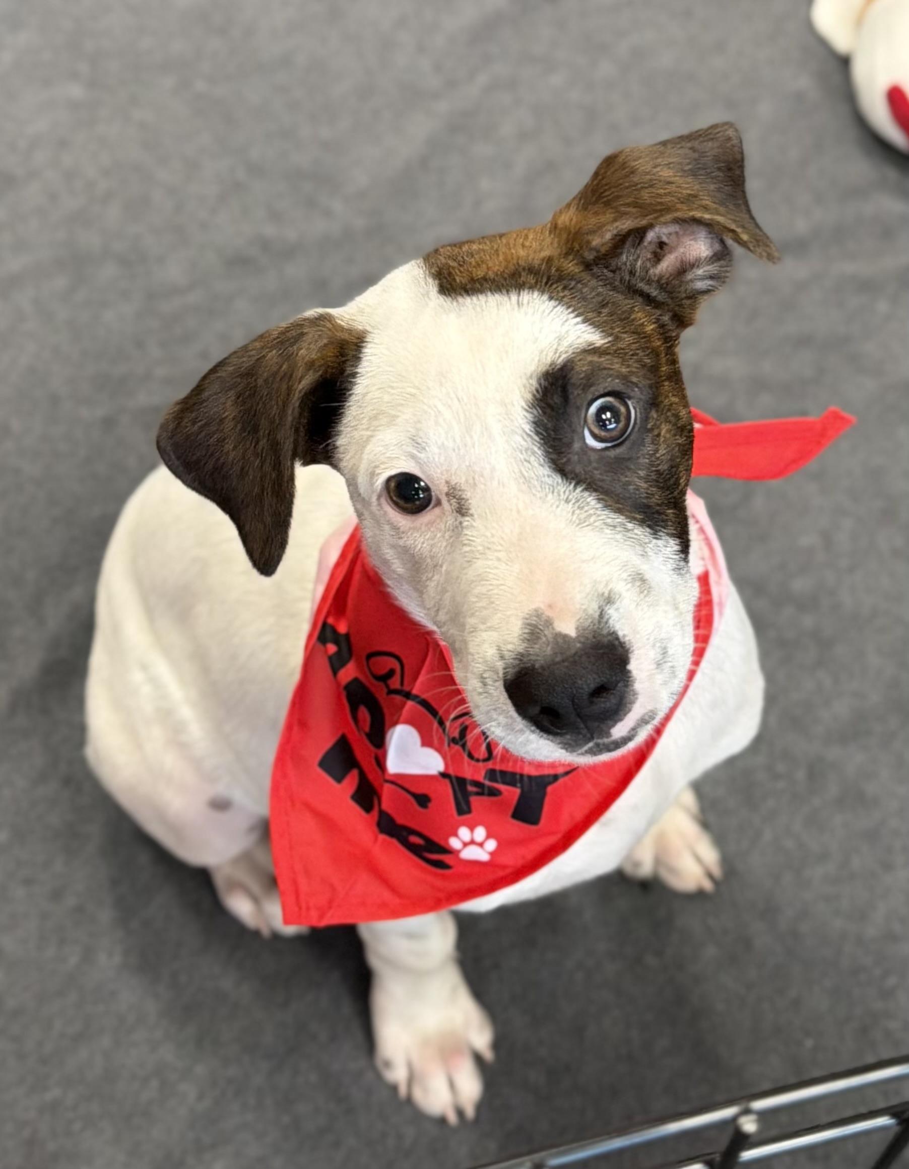 Cairo, Adoptable, Puppy Male Pit Bull Terrier.
