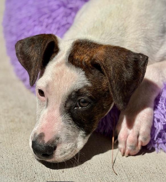 Cairo, a Adoptable mixed breed in Willowbrook, IL image 2/6