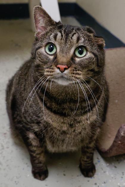 Chesire, Adoptable, Adult Female Domestic Short Hair & Domestic Short Hair.