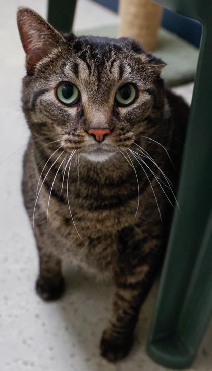 Enlarge Chesire, a Adoptable mixed breed in Baraboo, WI image 2/3