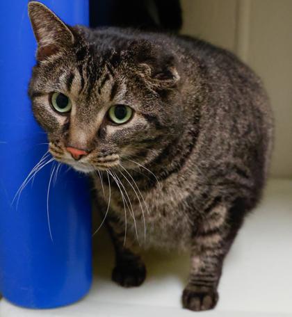 Enlarge Chesire, a Adoptable mixed breed in Baraboo, WI image 3/3